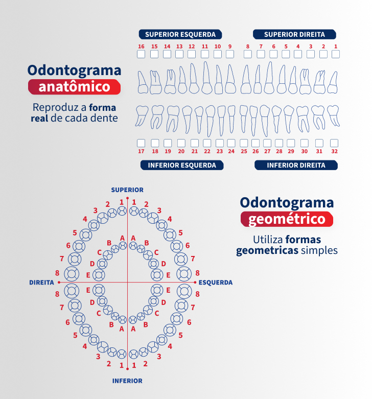 Imagem de um odontograma anatômico e geométrico mostrando a forma dos dentes.