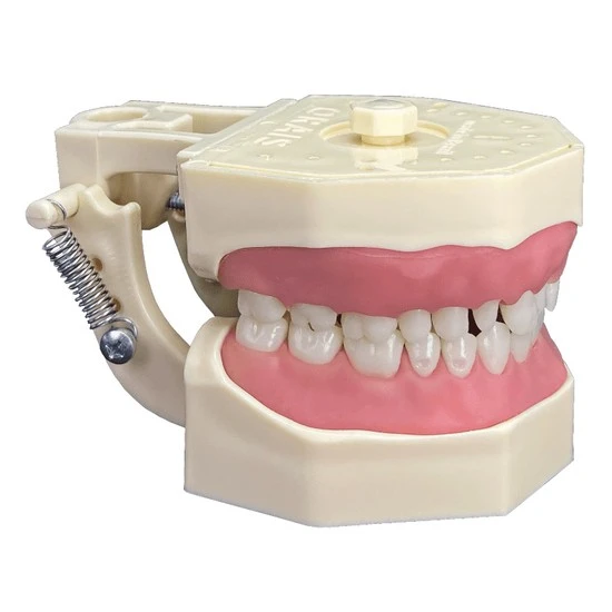 Imagem de um manequim odontológico de boca mostrando dentes superiores e inferiores. 
