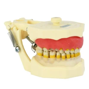 Manequim odontológico de mandíbula com dentes, demonstrando a estrutura óssea, dentes e gengiva para estudo odontológico.