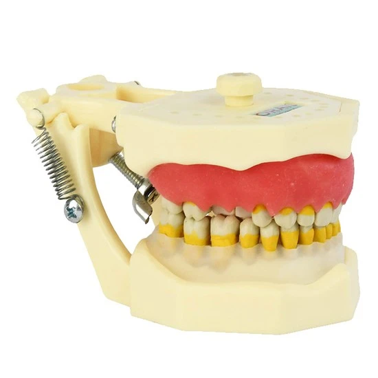Manequim odontológico de mandíbula com dentes, demonstrando a estrutura óssea, dentes e gengiva para estudo odontológico.