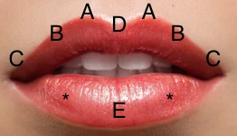 Ilustração detalhada de um esquema anatômico dos lábios, destacando as partes A, B, C, D e E para estudo e compreensão da estrutura labial.