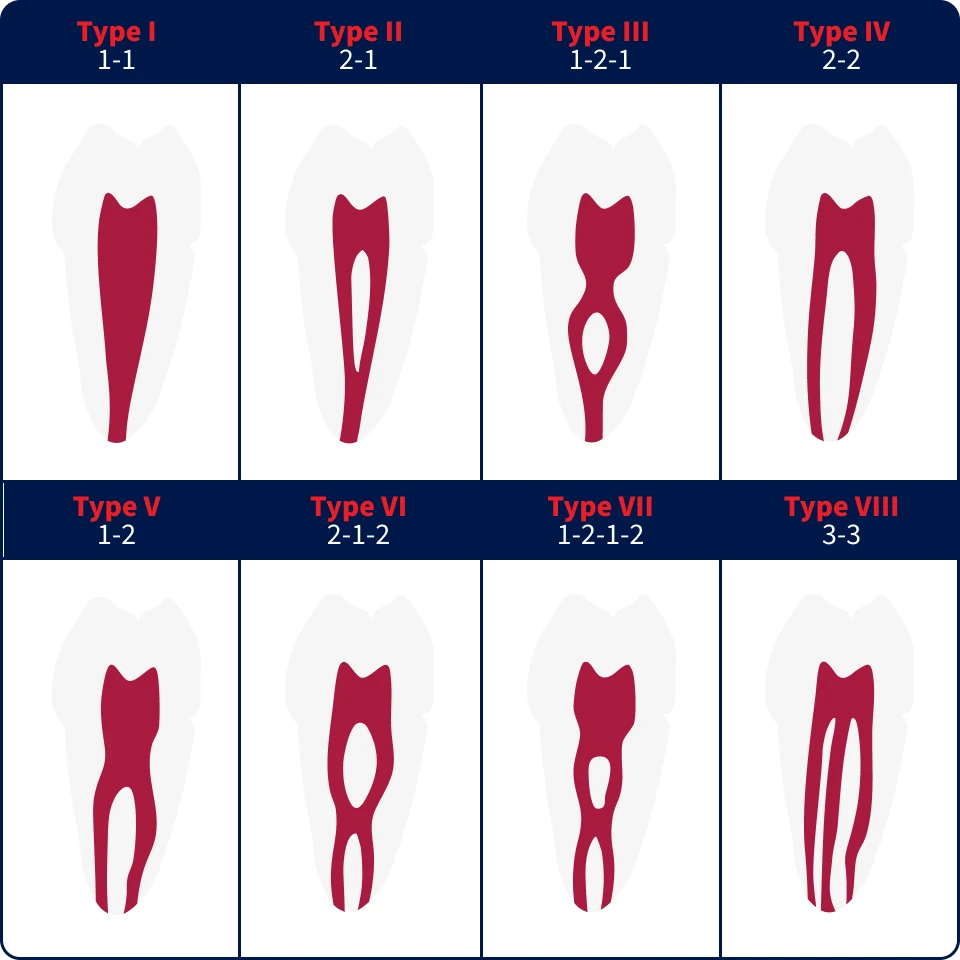 Imagem ilustrativa que mostra os diferentes tipos de dentes. A imagem apresenta várias categorias, cada uma com diferentes formas de dentes, numeradas e identificadas. Ideal para quem busca informações sobre tipos de dentes ou odontologia.